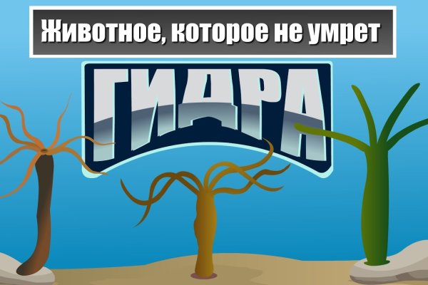 Kraken даркнет переходник